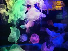 -太平洋海底世界