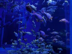 -顺德南宏海立方海洋公园