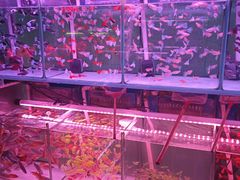 -花鸟鱼虫鲜花绿植市场(玉泉路店)