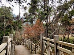 -南宁良凤江国家森林公园