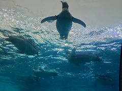 -珠海长隆海洋王国