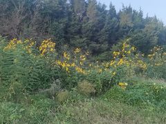 -金石滩蓝莓谷庄园