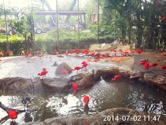 -新加坡飞禽公园