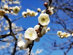 -梅花山(明孝陵内)