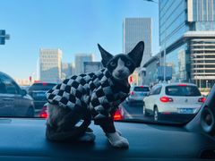 -乖乖宠物医院·猫科·急重症中心(车站北路分院)