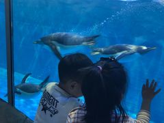 -华夏文旅海洋公园