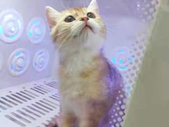 -喵zoo家庭繁育猫舍(尖东智能花园店)