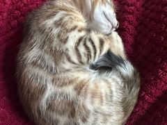 -天宠宠物医院24小时·急重症诊疗中心·全科·腔镜特色(和平分院)