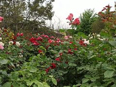 -莲花池公园