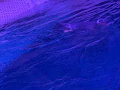 -暹罗海洋世界
