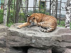 -哈尔滨北方森林动物园