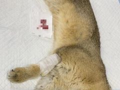 -艾贝尔宠物医院·24H转诊中心·肿瘤猫专科(江宁双龙店)