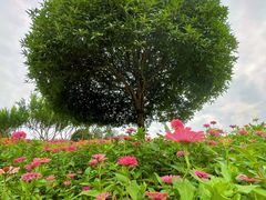 -一寨两国风景区