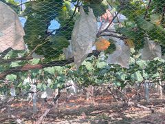 -马陆小张葡萄园农家乐