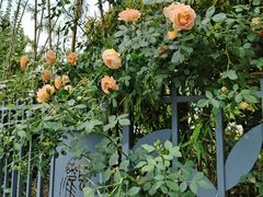 -杭州观成实验学校