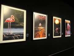 -罗红摄影艺术馆