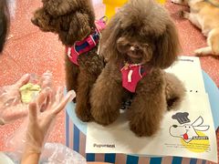 -帕帕拉兹宠物(亚洲旗舰店)