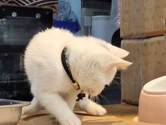 -鸡鸣汤包(奥园·城市天地店)