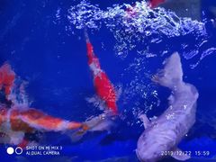 -中环花鸟鱼虫市场