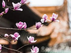 -上海辰山植物园