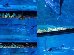 -烟台海昌鲸鲨海洋公园