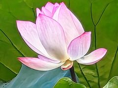 -荔湾湖公园