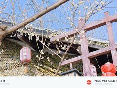 -合肥滨湖国家森林公园