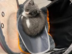 -伟伟宠物医院·瑞派猫友好医院·猫科(光谷店)