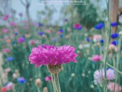 -武汉紫薇都市田园