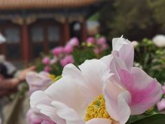 -颐和园