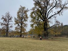 -千年银杏谷文化旅游区