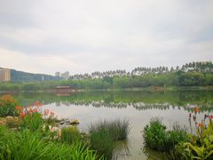 -琴亭湖公园