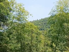 -东明山森林公园