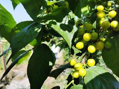 -樱桃山旅游景区