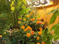 -园林美食城·本土农家菜(杨和镇店)