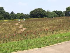 -保利石象湖景区