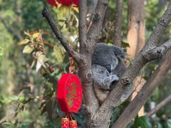 -广州长隆野生动物世界