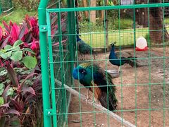 -西双版纳融创皇冠假日度假酒店