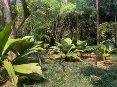 -中国科学院西双版纳热带植物园