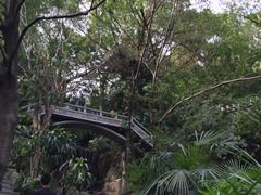 -银湖山郊野公园-相思林