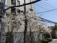 -花马天堂云南餐厅 Lost Heaven(高邮路店)