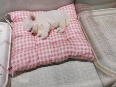 -momokira米努特·德文卷毛猫·棉花面纱犬