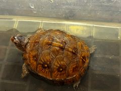 -灵龟之家百象馆(百象馆联合旗舰店)