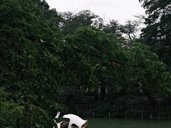 -井之头恩赐公园