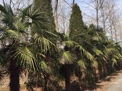 -黄海国家森林公园