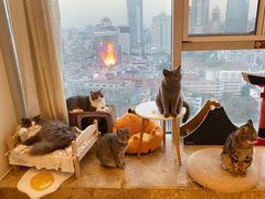 -Catmate·猫肥家润(金润铂宫店)