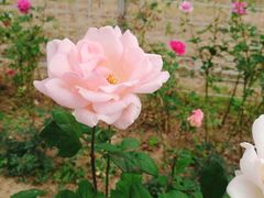 景点-上海长兴岛郊野公园