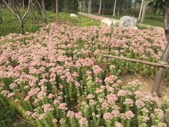 -武清南湖绿博园