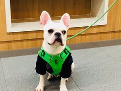 -爱妮康宠物医院·干细胞免疫细胞·肿瘤·心脏(张江店)