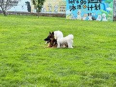 -趣玩宠物乐园寄养训犬训狗游泳池